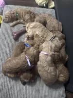 June, a female Goldendoodle for sale in Florence, AL – Photo 3 of 3