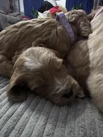 Willie, a male Goldendoodle for sale in Florence, AL – Photo 5 of 6