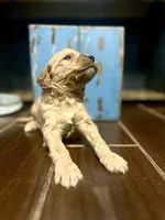 Hank Williams, a male Goldendoodle for sale in Florence, AL – Photo 2 of 7