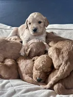 Hank Williams, a male Goldendoodle for sale in Florence, AL – Photo 7 of 7