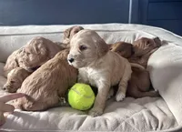 Hank Williams, a male Goldendoodle for sale in Florence, AL – Photo 5 of 7