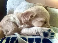 Hank Williams, a male Goldendoodle for sale in Florence, AL – Photo 6 of 7