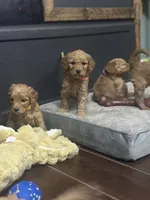 Dolly, a female Goldendoodle for sale in Florence, AL – Photo 4 of 7