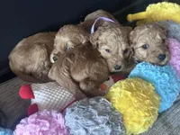 Dolly, a female Goldendoodle for sale in Florence, AL – Photo 5 of 7