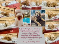 Waylon Jennings, a male Goldendoodle for sale in Florence, AL – Photo 7 of 7