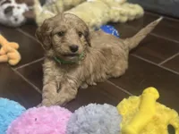 Waylon Jennings, a male Goldendoodle for sale in Florence, AL – Photo 3 of 7