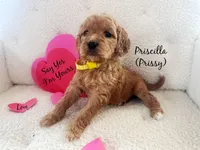 Prissy, a female Goldendoodle for sale in Florence, AL – Photo 1 of 8