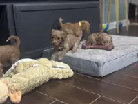 Prissy, a female Goldendoodle for sale in Florence, AL – Photo 4 of 8