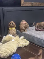 Prissy, a female Goldendoodle for sale in Florence, AL – Photo 2 of 8