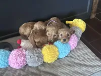 Prissy, a female Goldendoodle for sale in Florence, AL – Photo 5 of 8