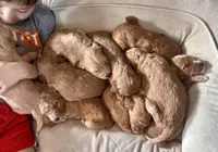 Prissy, a female Goldendoodle for sale in Florence, AL – Photo 3 of 8