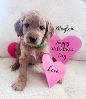 Waylon Jennings, a male Goldendoodle for sale in Florence, AL – Photo 1 of 7