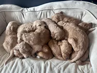 Waylon Jennings, a male Goldendoodle for sale in Florence, AL – Photo 6 of 7