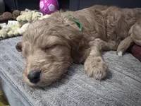 Waylon Jennings, a male Goldendoodle for sale in Florence, AL – Photo 5 of 7