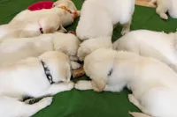 Pepper, a male English Cream Golden Retriever for sale in Malden, MA – 3 of 4