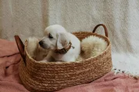 Clove, a female English Cream Golden Retriever for sale in Malden, MA – 2 of 7