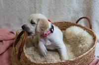 Poppyseed , a female English Cream Golden Retriever for sale in Malden, MA – 2 of 8