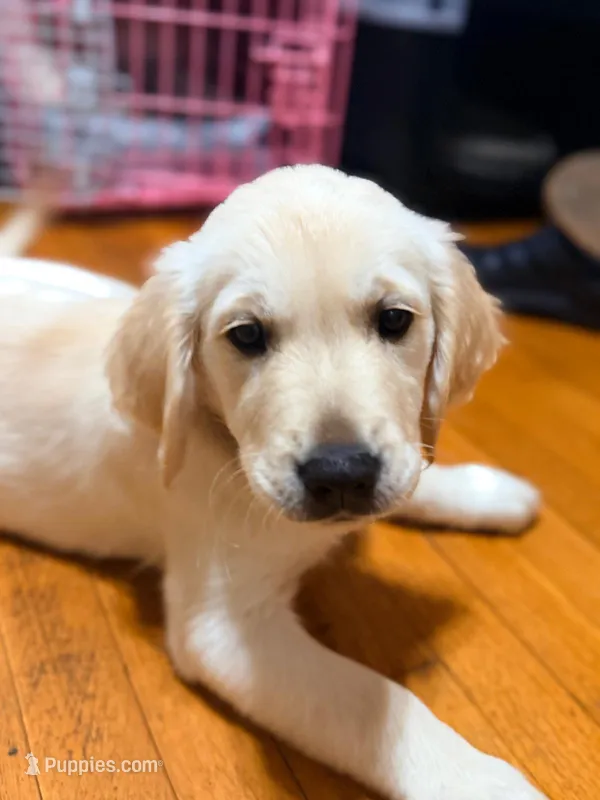 Pedigree~Pepper – English Cream Golden Retriever puppy for sale in Malden, MA