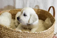 Basil, a male English Cream Golden Retriever for sale in Malden, MA – 6 of 7