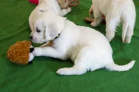 Willow, a female English Cream Golden Retriever for sale in Malden, MA – 6 of 8