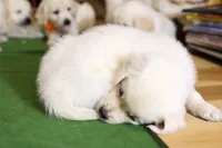 Chicory, a male English Cream Golden Retriever for sale in Malden, MA – 2 of 6