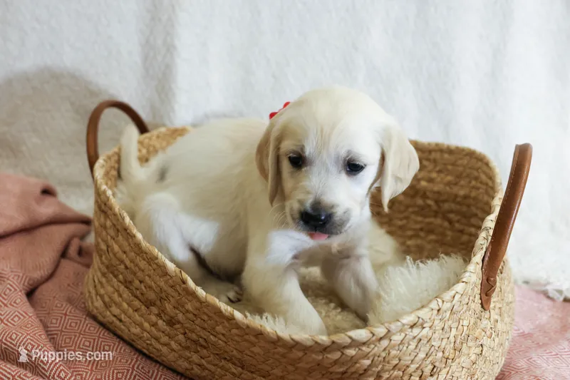 Poppyseed  – English Cream Golden Retriever puppy for sale in Malden, MA