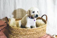 Clover, a female English Cream Golden Retriever for sale in Malden, MA – 6 of 6