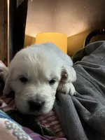 Basil, a male English Cream Golden Retriever for sale in Malden, MA – 2 of 7