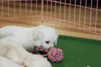 Willow, a female English Cream Golden Retriever for sale in Malden, MA – 3 of 8