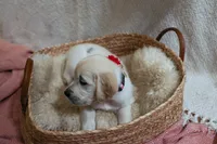 Poppyseed , a female English Cream Golden Retriever for sale in Malden, MA – 4 of 8