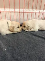 Ginger, a female English Cream Golden Retriever for sale in Malden, MA – 3 of 4