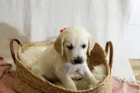 Poppyseed , a female English Cream Golden Retriever for sale in Malden, MA – 7 of 8