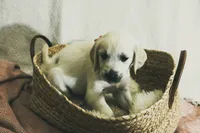 Poppyseed , a female English Cream Golden Retriever for sale in Malden, MA – 3 of 8