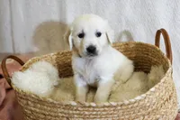Willow, a female English Cream Golden Retriever for sale in Malden, MA – 5 of 8