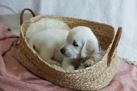 Clover, a female English Cream Golden Retriever for sale in Malden, MA – 2 of 6