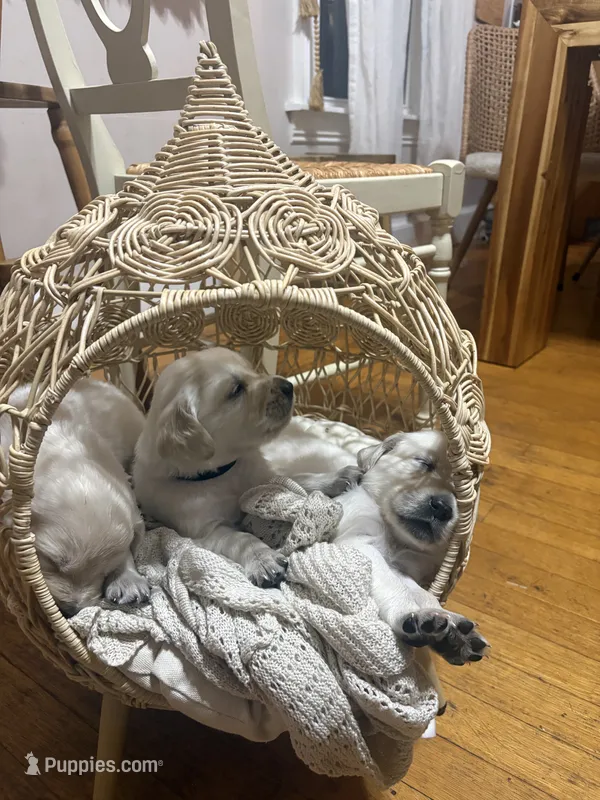 Pedigree~Pepper – English Cream Golden Retriever puppy for sale in Malden, MA
