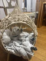Pepper, a male English Cream Golden Retriever for sale in Malden, MA – 4 of 4