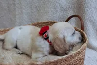 Poppyseed , a female English Cream Golden Retriever for sale in Malden, MA – 8 of 8