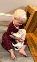 Clover, a female English Cream Golden Retriever for sale in Malden, MA – 4 of 6