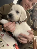 Clove, a female English Cream Golden Retriever for sale in Malden, MA – 4 of 7