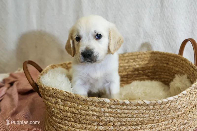 Willow – English Cream Golden Retriever puppy for sale in Malden, MA