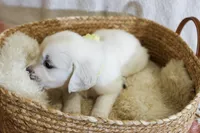 Willow, a female English Cream Golden Retriever for sale in Malden, MA – 4 of 8