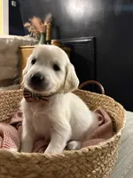 Clove, a female English Cream Golden Retriever for sale in Malden, MA – 3 of 7