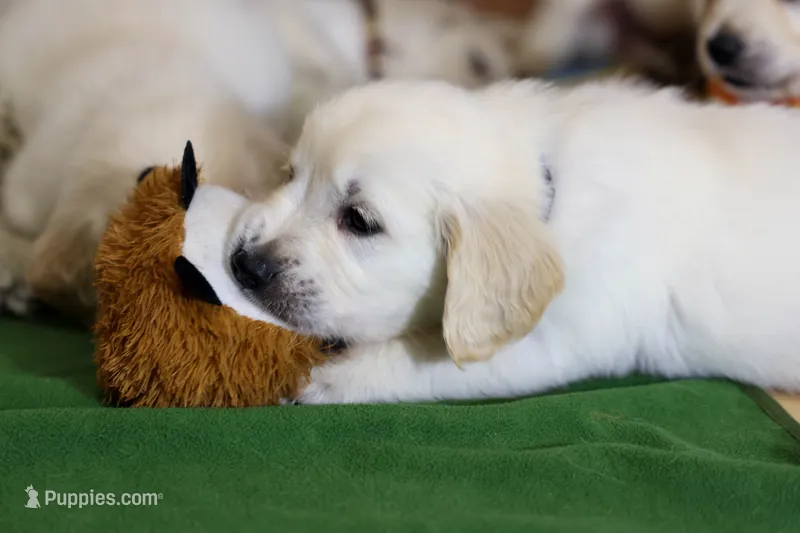 Chicory – English Cream Golden Retriever puppy for sale in Malden, MA