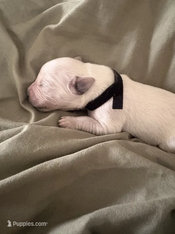 Pepper – English Cream Golden Retriever puppy for sale in Malden, MA