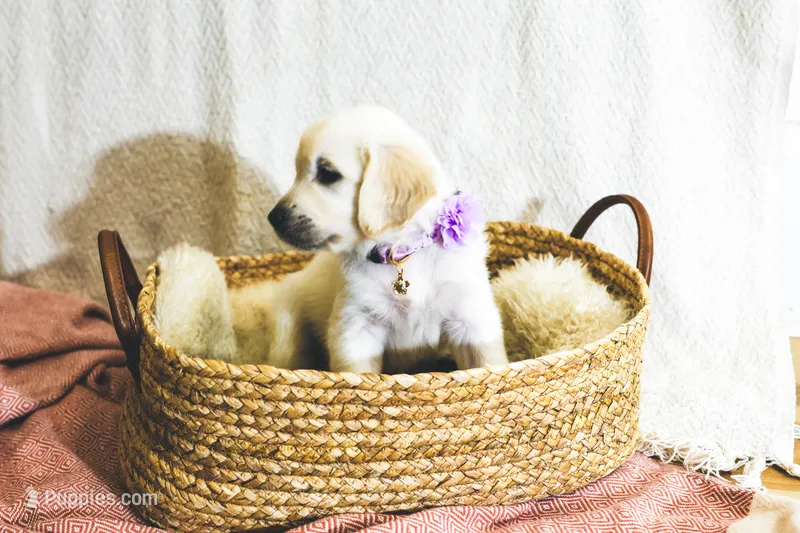 Clover – English Cream Golden Retriever puppy for sale in Malden, MA