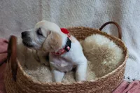Poppyseed , a female English Cream Golden Retriever for sale in Malden, MA – 5 of 8