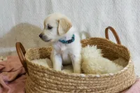 Sage, a female English Cream Golden Retriever for sale in Malden, MA – 2 of 5