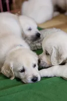 Sage, a female English Cream Golden Retriever for sale in Malden, MA – 4 of 5