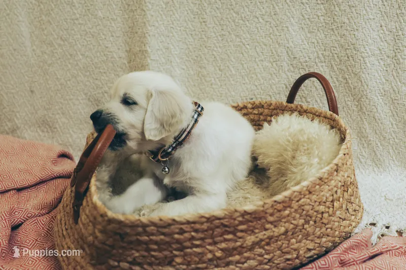 Clove – English Cream Golden Retriever puppy for sale in Malden, MA